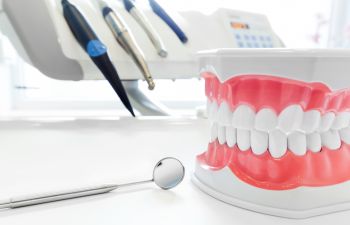 Dental Model of Teeth and Gums